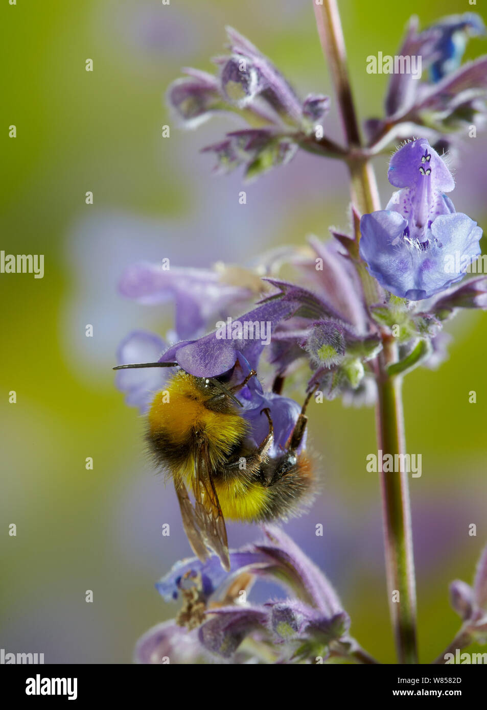 Early bumblebee (Bombus pratorum) visiting mint flowers, England, UK, June Stock Photo