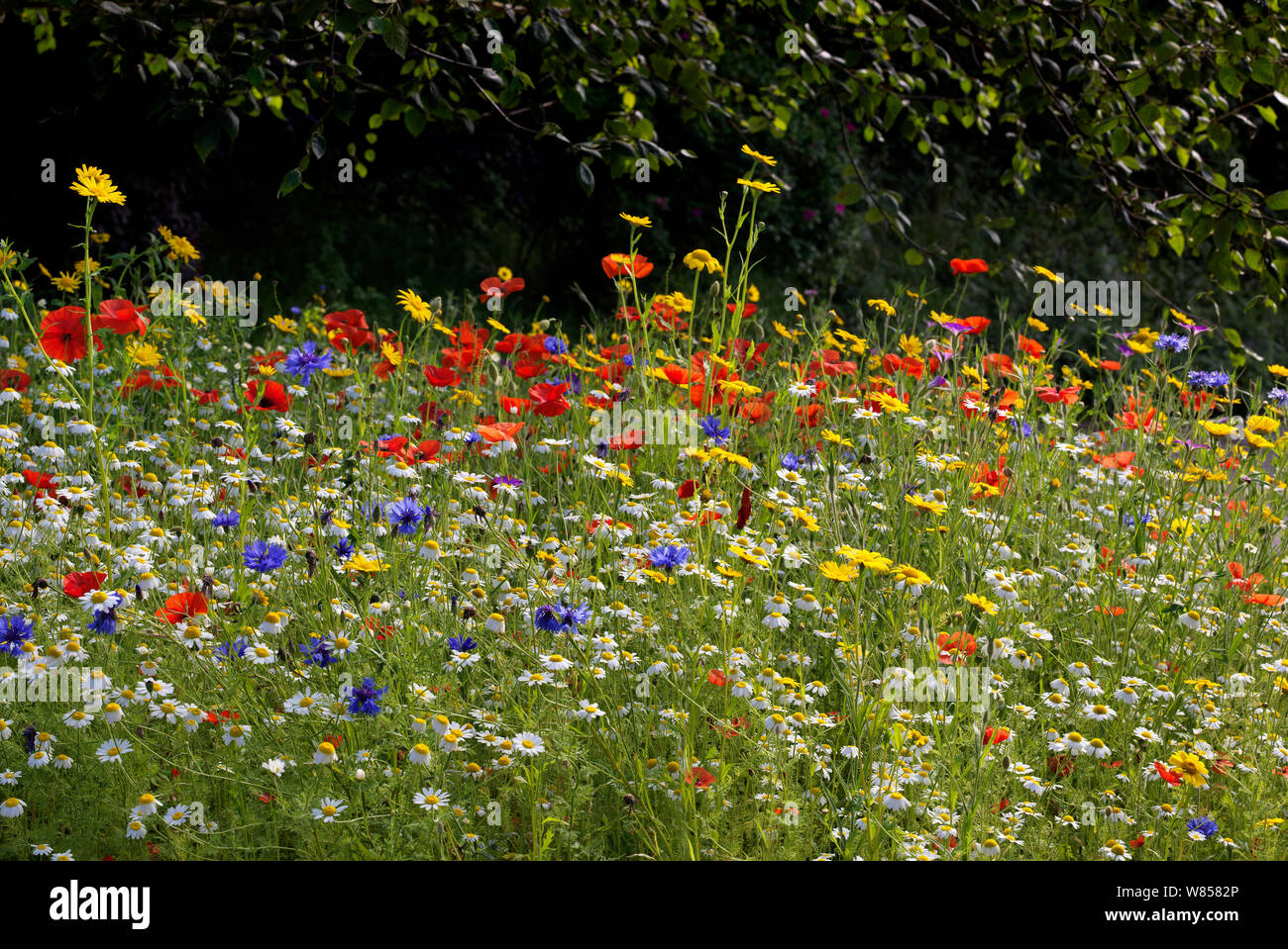 Wildflower meadow in bloom including cornflower (Centaurea cyanus), orn marigold (Glebionis segetum), Corncockle (Agrostemma githago) and Poppy (Papaver rhoeas), England, UK, July Stock Photo