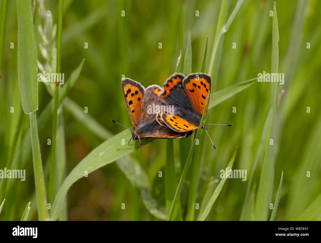 Small copper butterflies (Lycaena phlaeas) mating, England, UK, May Stock Photo