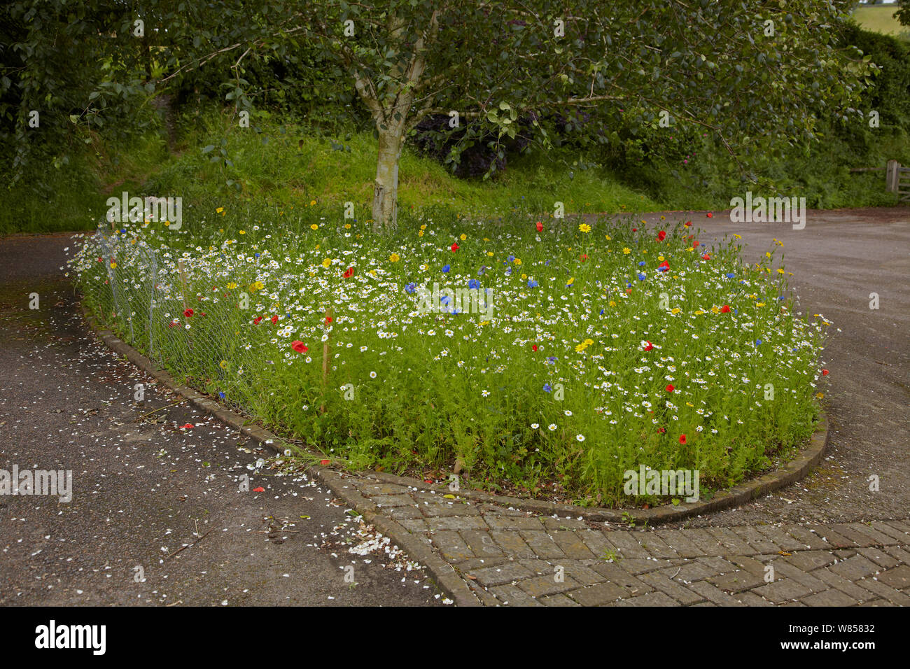 Experimental wildflower border in bloom, in which the top 6cm of top soil was removed and replaced with sharpsand, England, UK, May 2012. Sequence image 2/2. Stock Photo