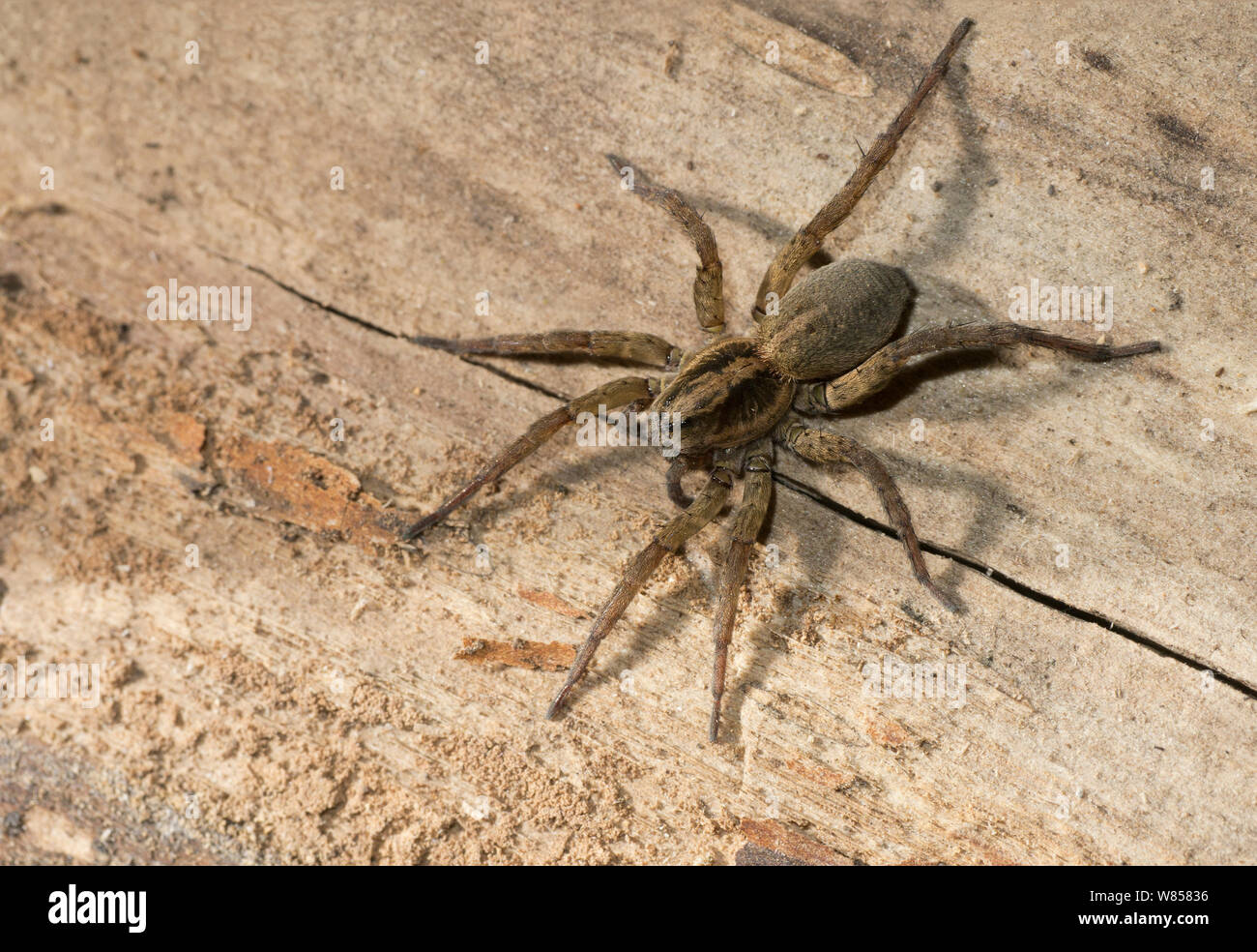 Wolf spider (Trochosa terricola) female, England, UK, April Stock Photo