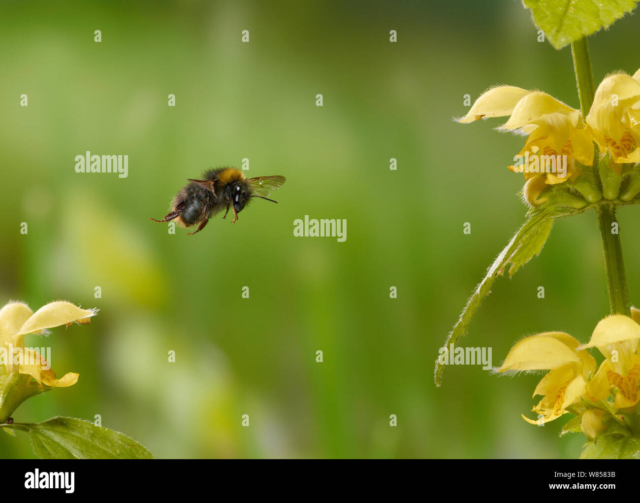 Buff tailed bumblebee (Bombus terrestris), worker flying around Yellow-dead nettle, controlled conditions Stock Photo