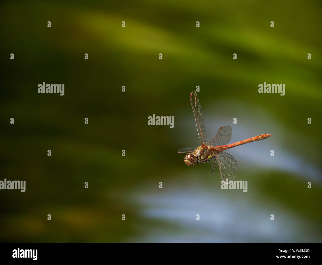 Common darter (Sympetrum striolatum) in flight over pond, controlled conditions Stock Photo