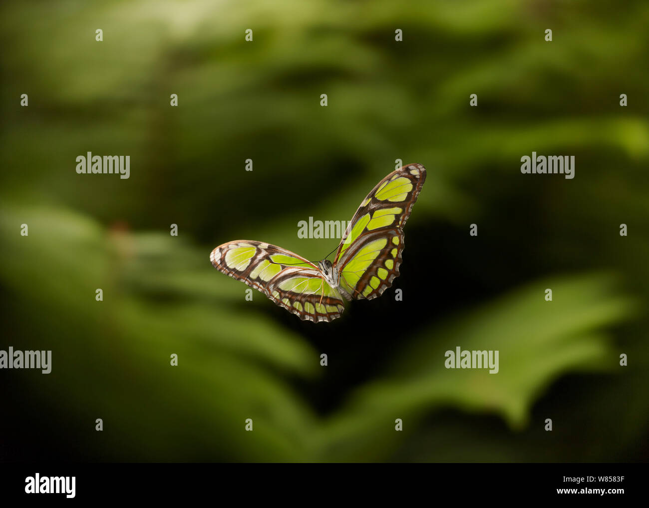 Green heliconid butterfly (Philaethria dido) in flight, controlled conditions, from South America Stock Photo