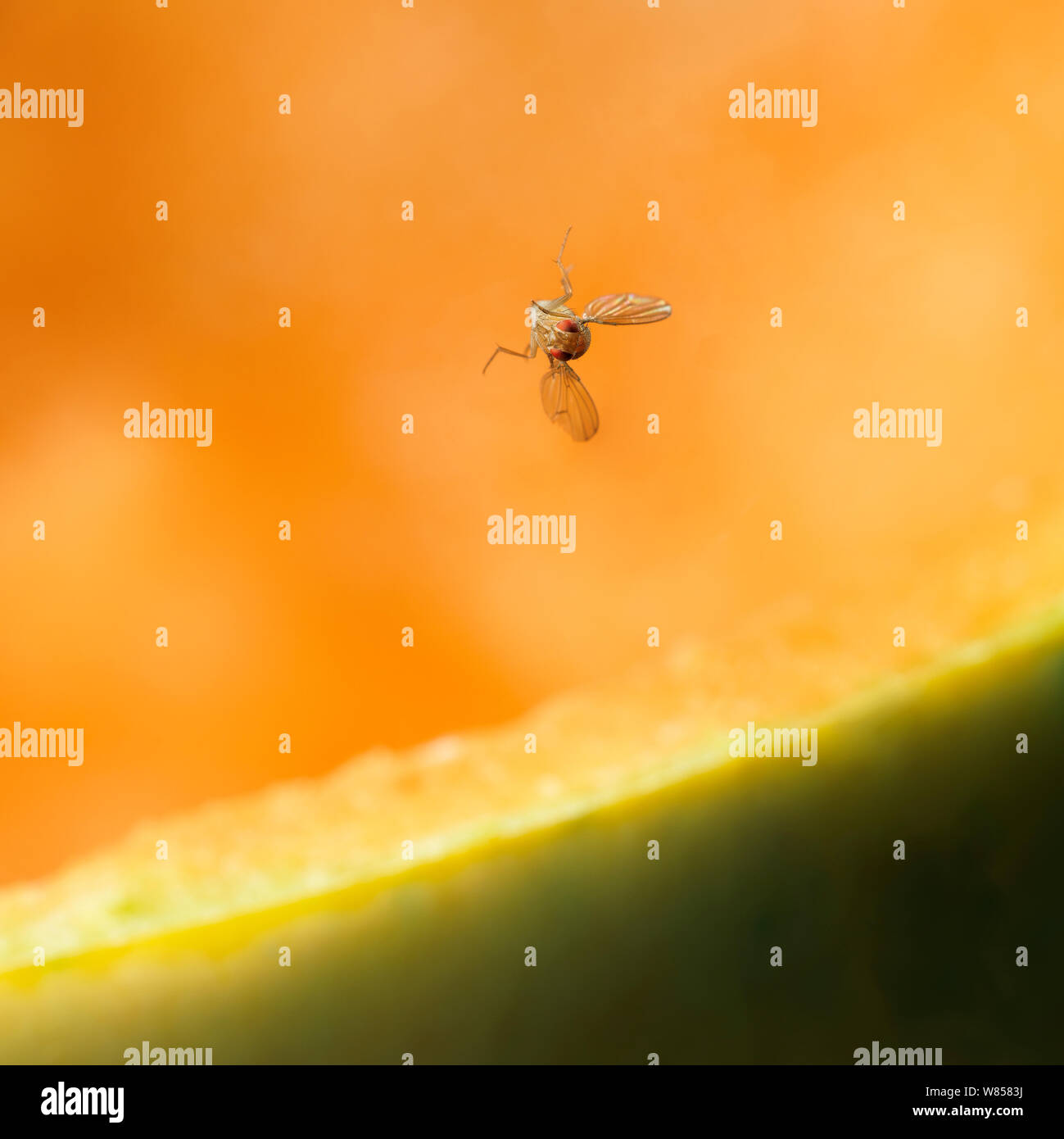 Fruit fly drosophila melanogaster hires stock photography and images Alamy