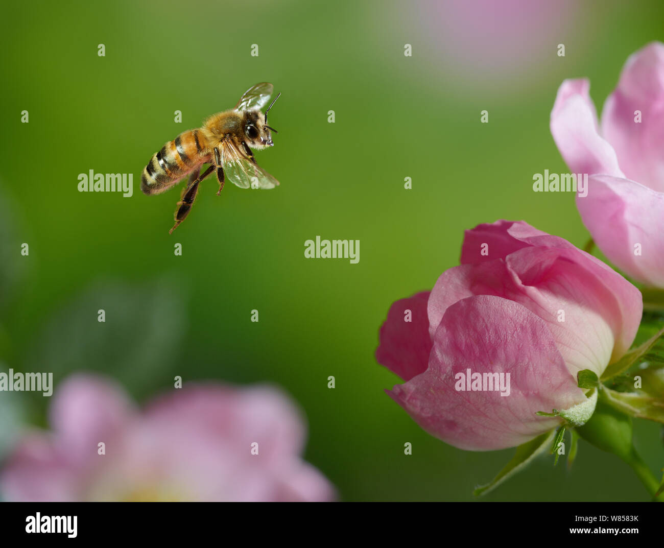 Honeybee (Apis mellifera) flying to wild rose, controlled conditions Stock Photo