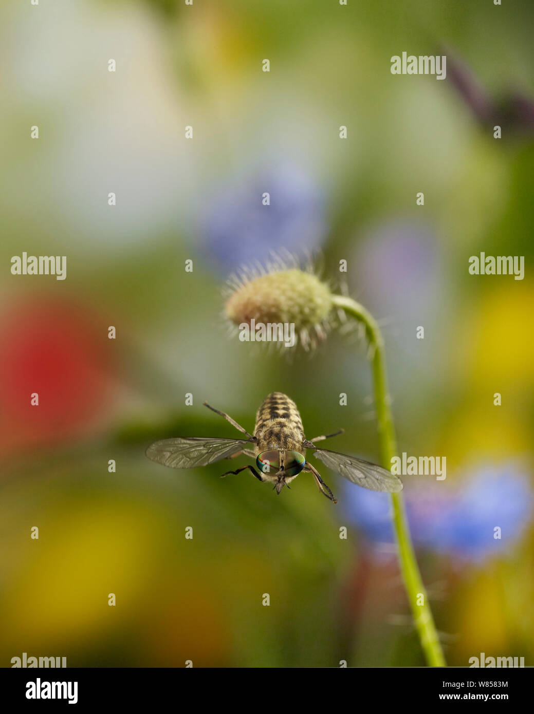 Horse-fly (Tabanus) taking off, controlled conditions. Stock Photo