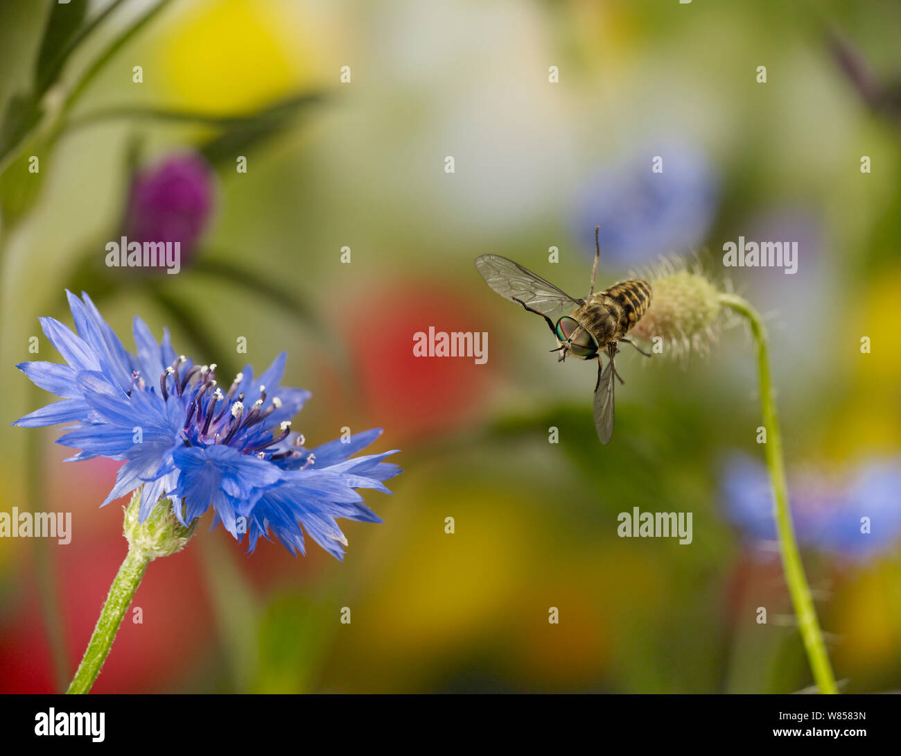 Horse fly (Tabanus sp) male in flight towards cornflower, controlled conditions. Stock Photo