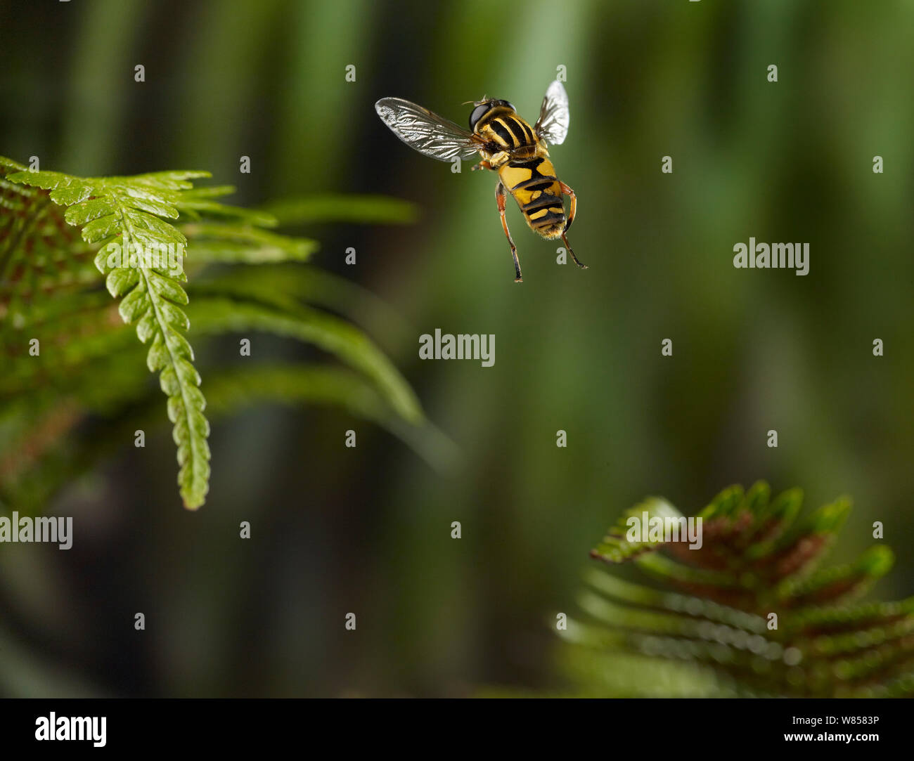 Hover fly (Helophilus pendulus) taking-off, controlled conditions. Stock Photo