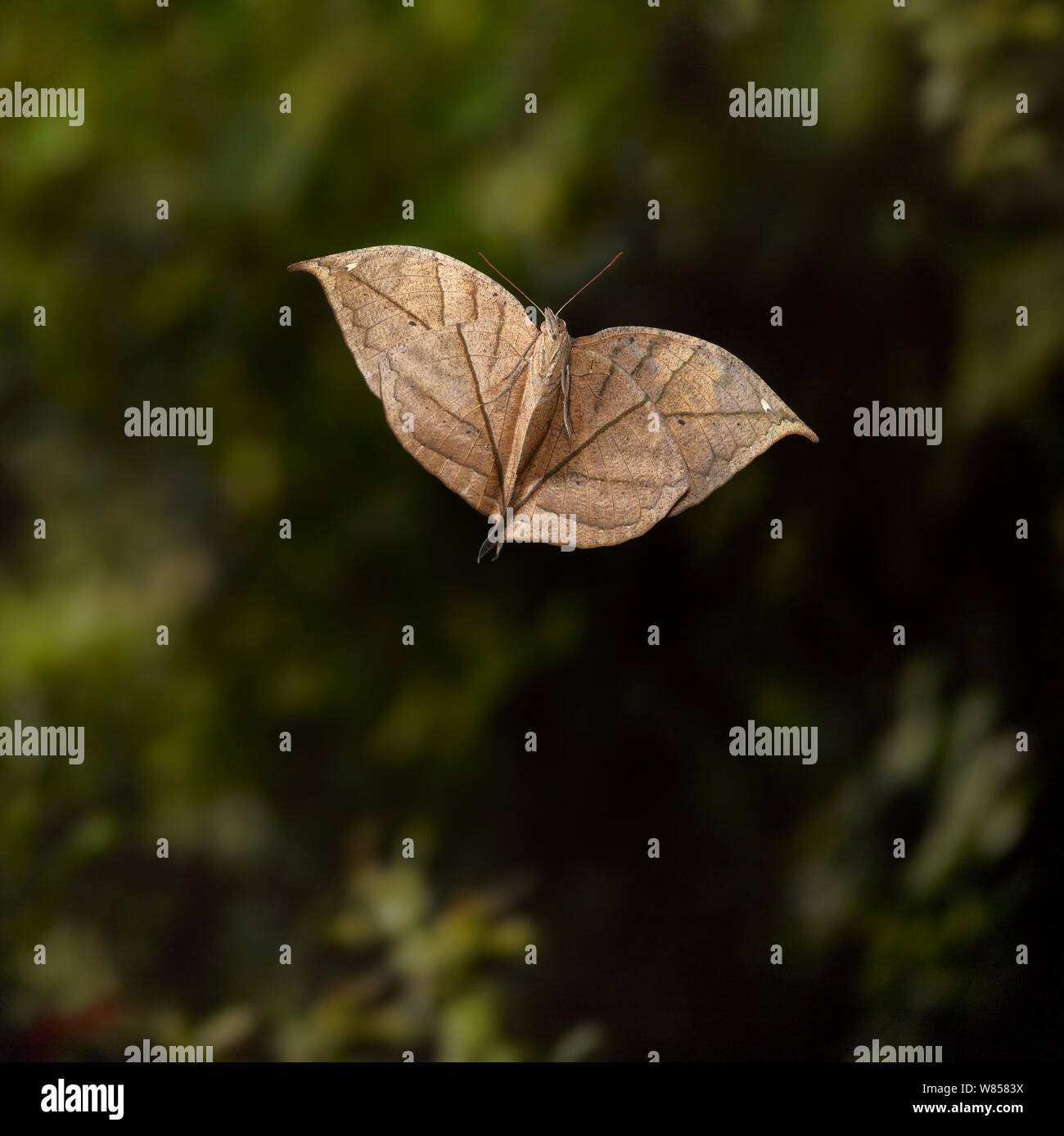 Indian leaf butterfly (Kallima paralekta) in flight showing the cryptic leaf-like underwings, controlled conditions. Stock Photo