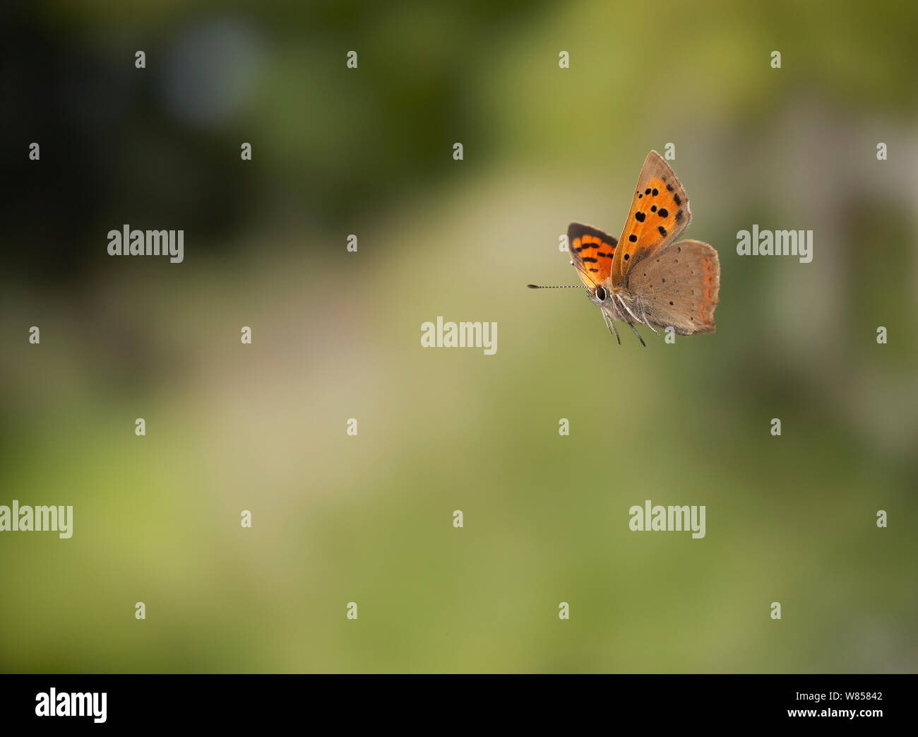 Small copper (Lycaena phlaeas) flying, England, controlled conditions. Stock Photo