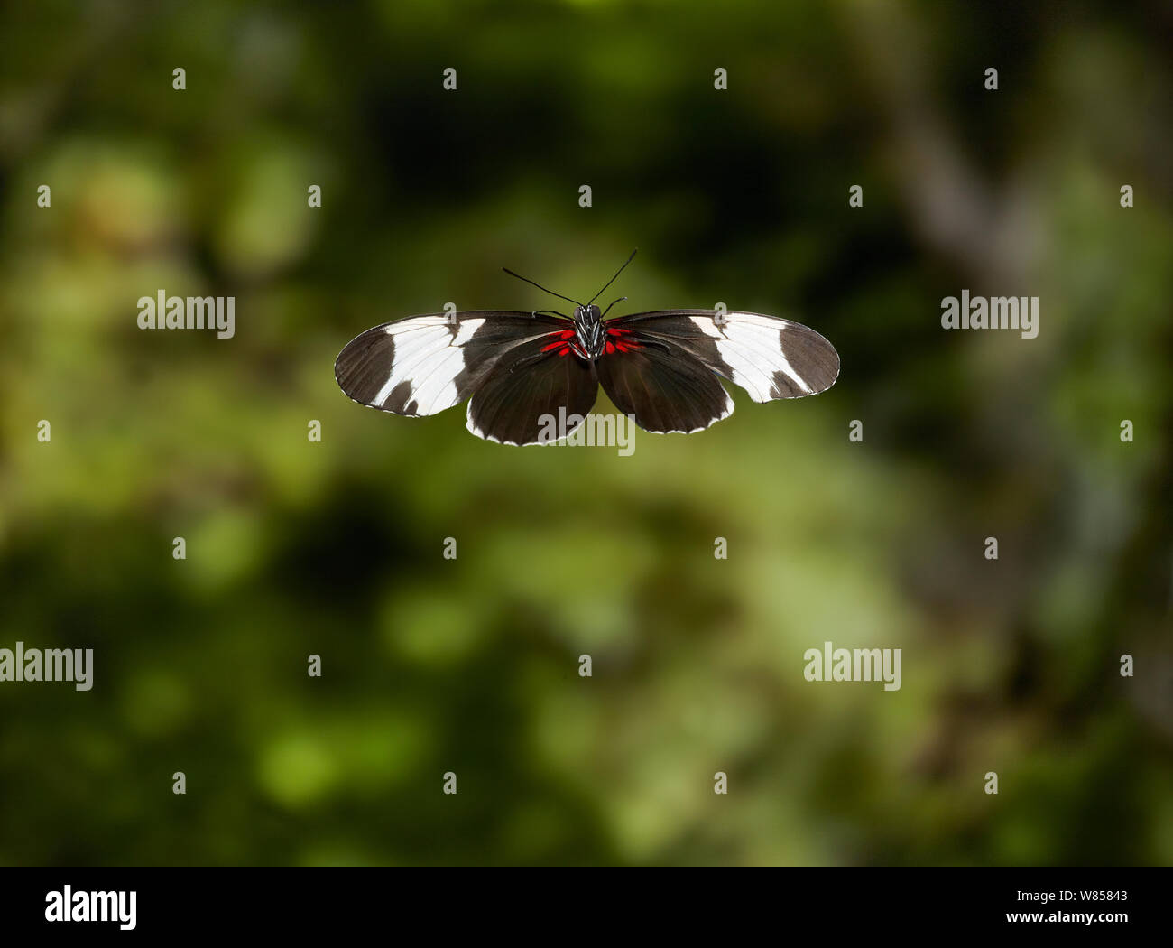 Sapho heliconid (Heliconius sapho) in flight. Controlled condiitons, from Central America Stock Photo