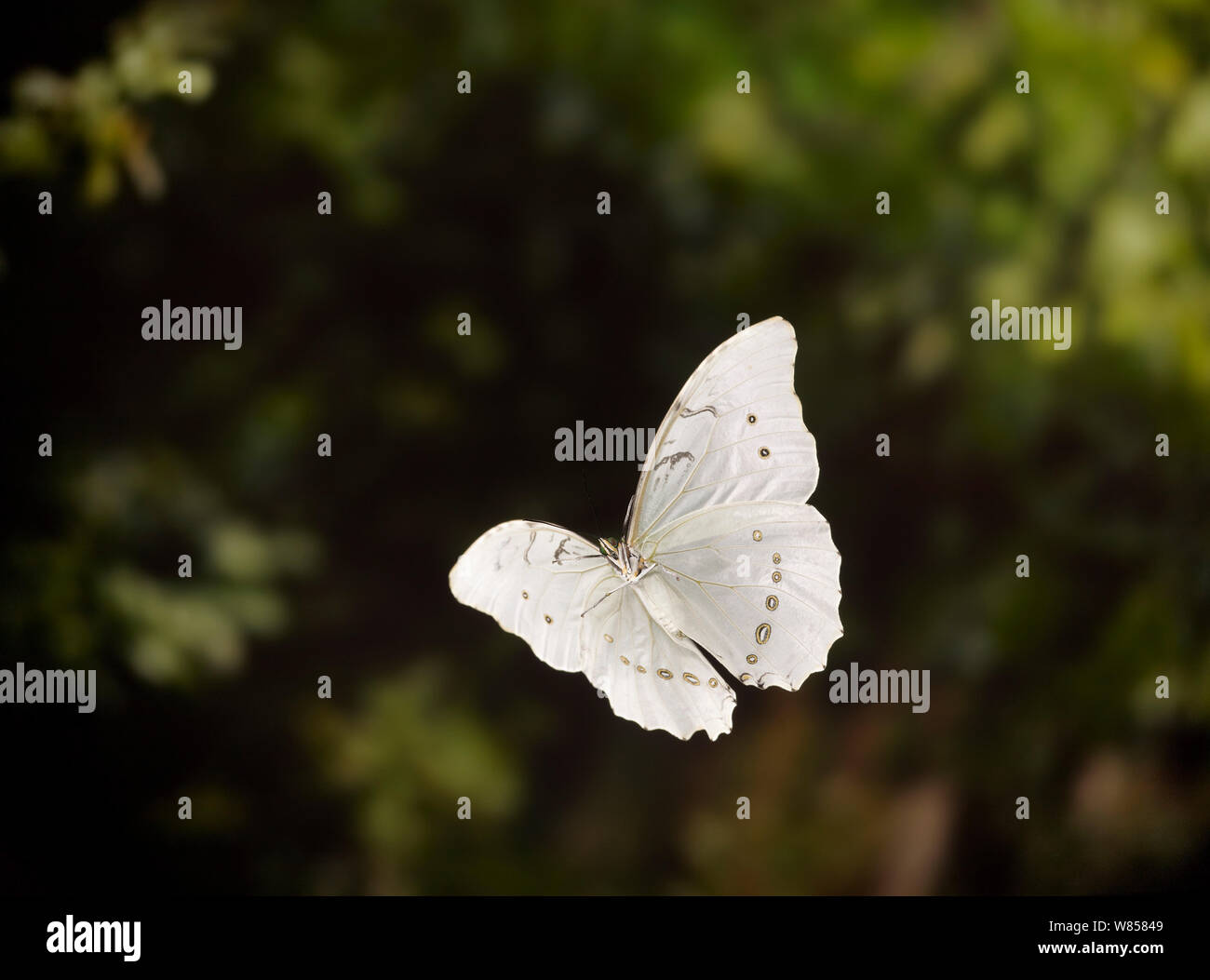 White morpho (Morpho polythemus) in flight controlled condtiions, from South American Rainforest Stock Photo