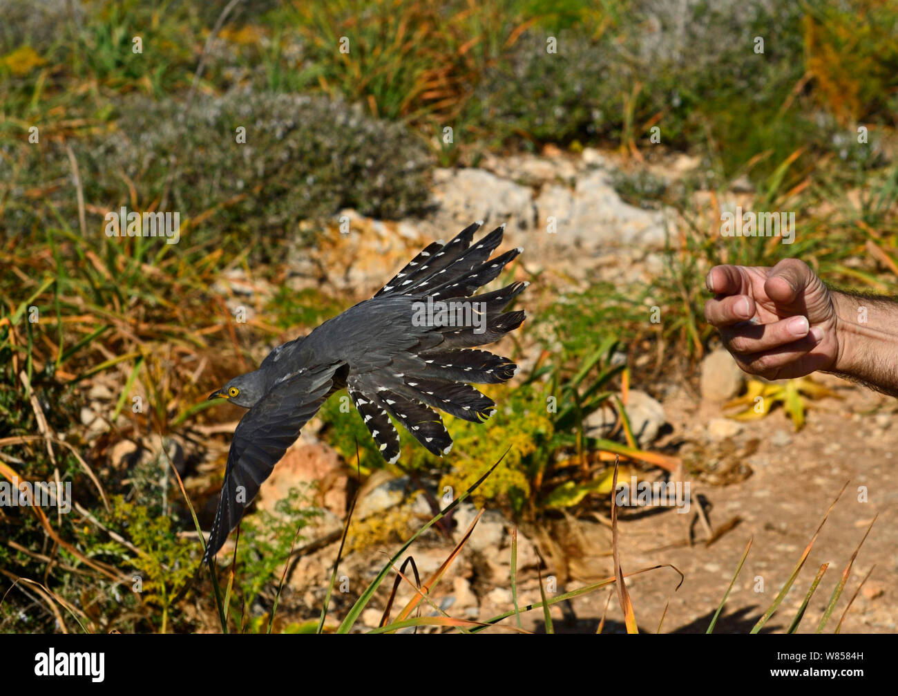 Cuckoo (Cuculus canorus) male had been shot being released back into the wild on Comino, during Birdlife Malta Springwatch Camp, Malta, April 2013 Stock Photo