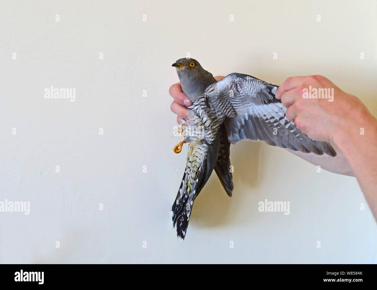 Cuckoo (Cuculus canorus) shot on Malta, recovered by BirdLife Malta Springwatch Camp, Malta, April 2013 Stock Photo