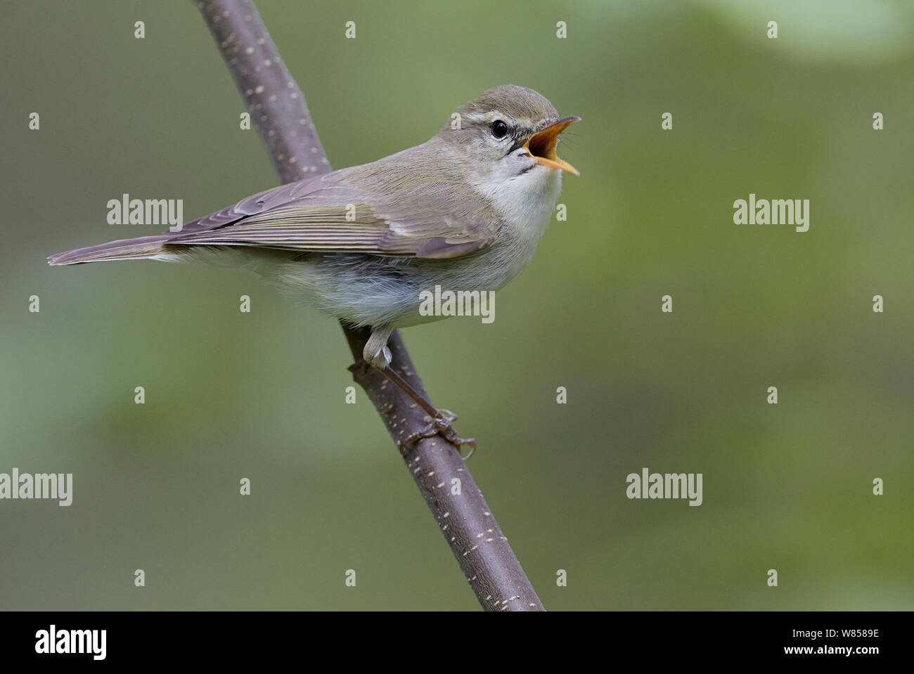 Greenish Warbler (Phylloscopus trocholoides) singing, Puolanka, Finland, June Stock Photo