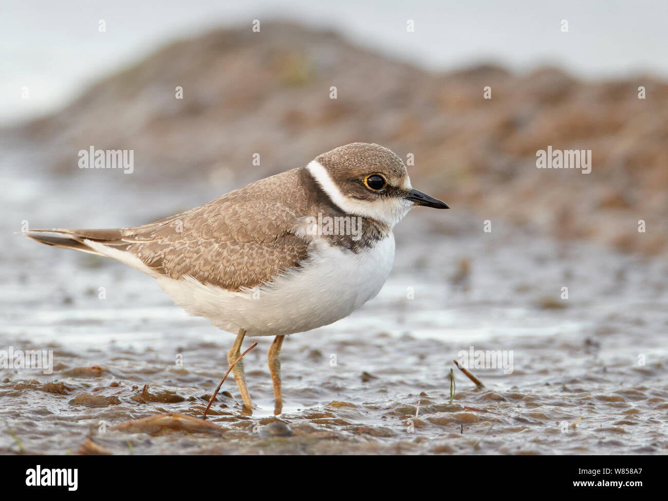 Little ringed plover Cut Out Stock Images & Pictures - Alamy