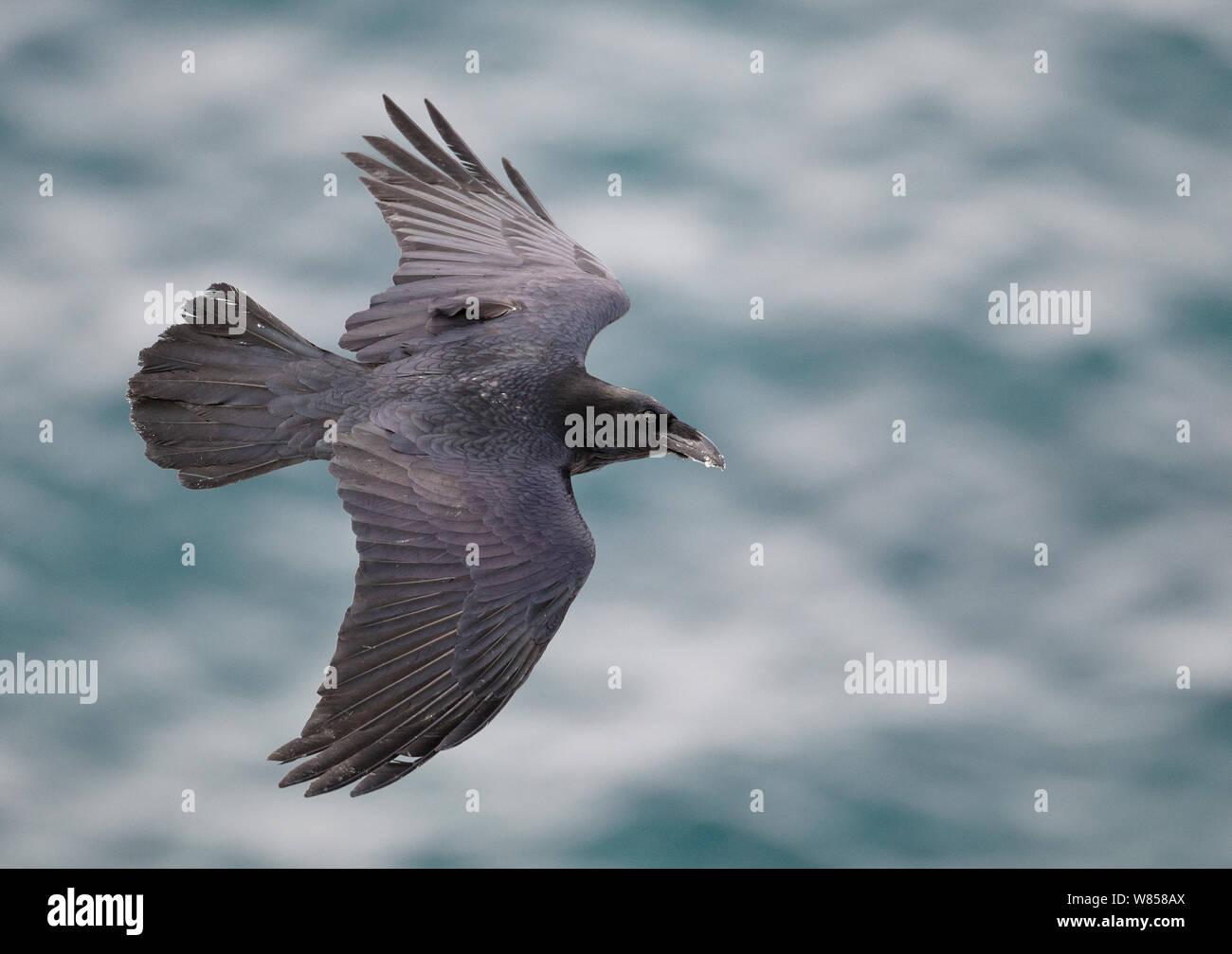 Raven (Corvus corax) in flight, Norway, April Stock Photo