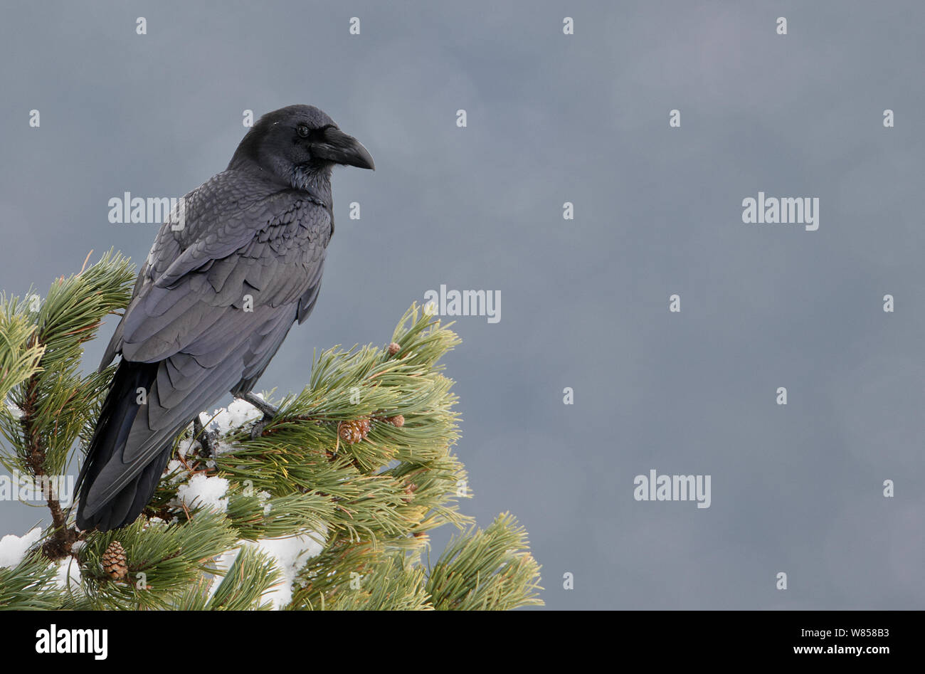 Raven (Corvus corax) perched in conifer, Spain November Stock Photo