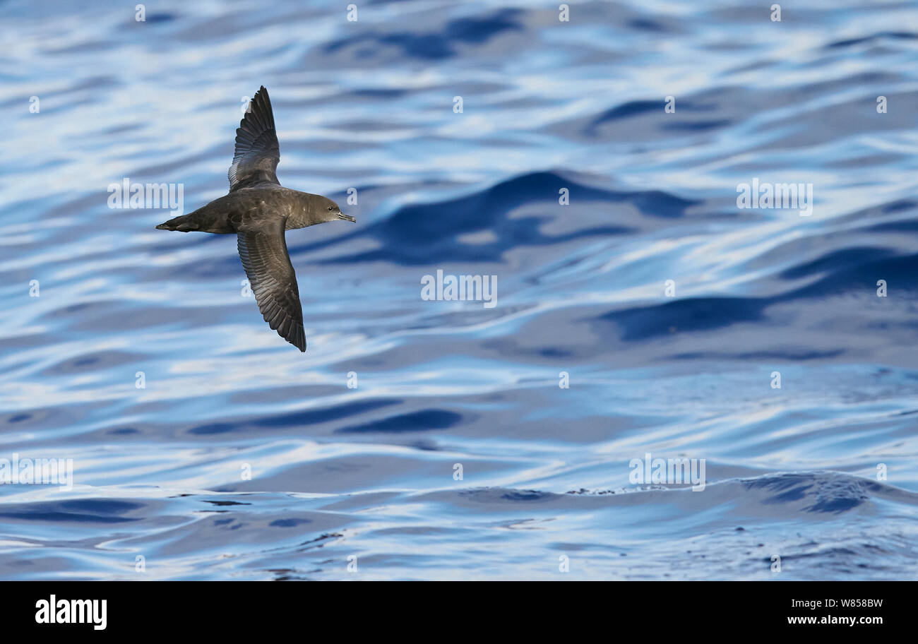 Sooty Shearwater (Puffinus Griseus) in flight over Atlantic ocean, Madeira, August Stock Photo