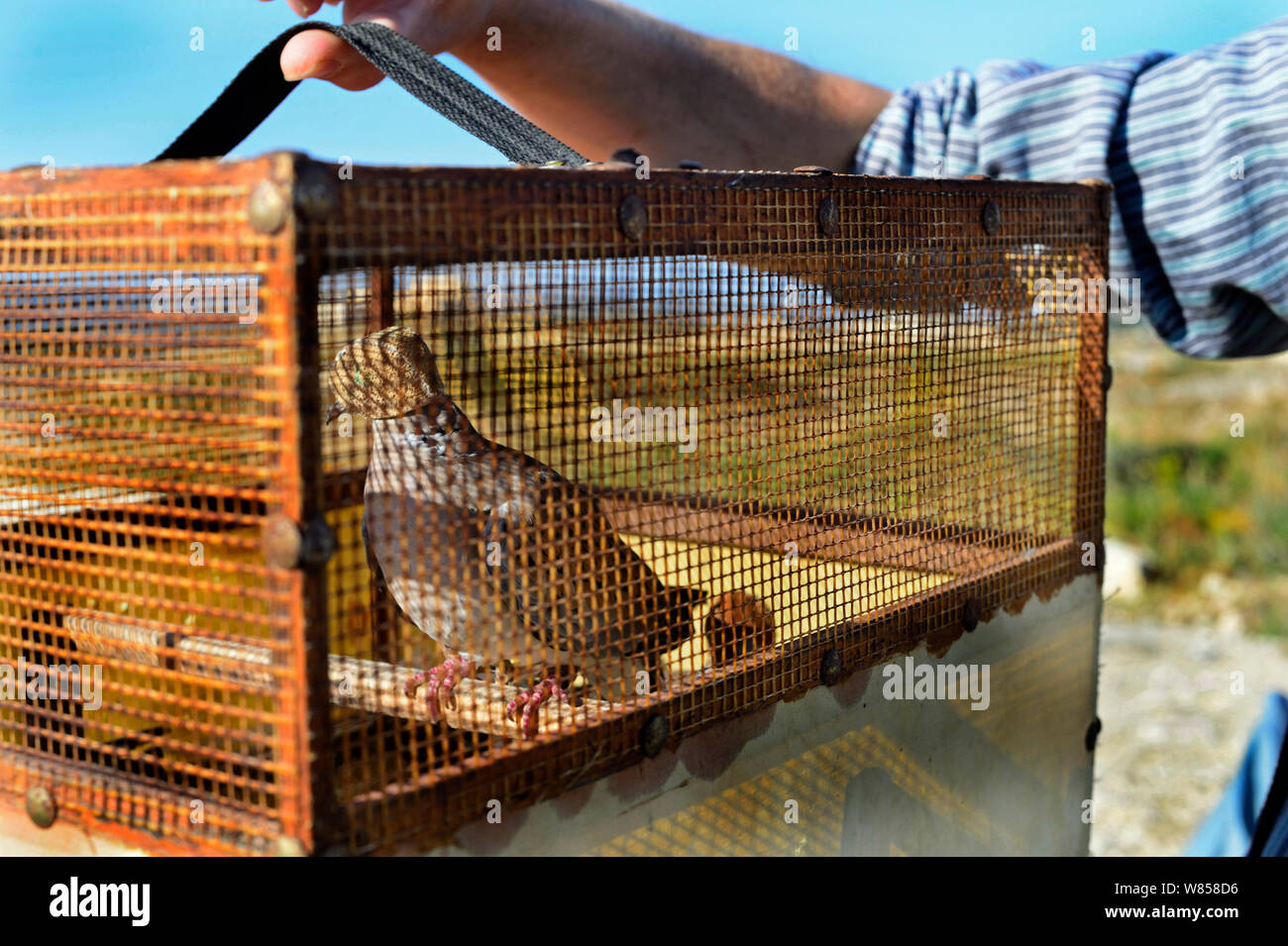 Seized turtle doves (Streptopelia turtur) used as decoys at trapping site, raided by police, during BirdLife Malta Springwatch Camp, Malta, April 2013 Stock Photo