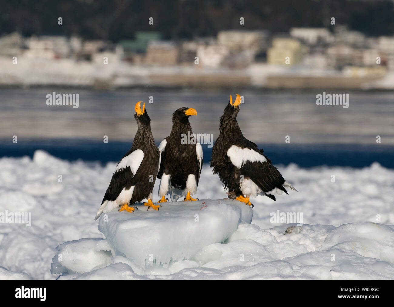 Steller's Eagles (Haliaeetus pelagicus) calling on sea ice off Rausu on Shiretoko Peninsula, Hokkaido, Japan, February Stock Photo
