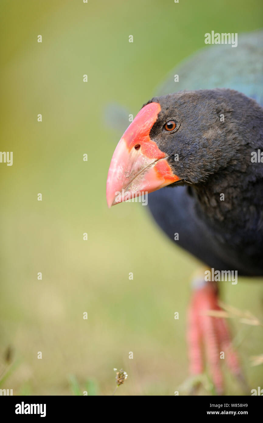 Takahe (Porphyrio hochstetteri) Tiri Matangi Island - an island which is being repopulated with birds, North Island, New Zealand Stock Photo