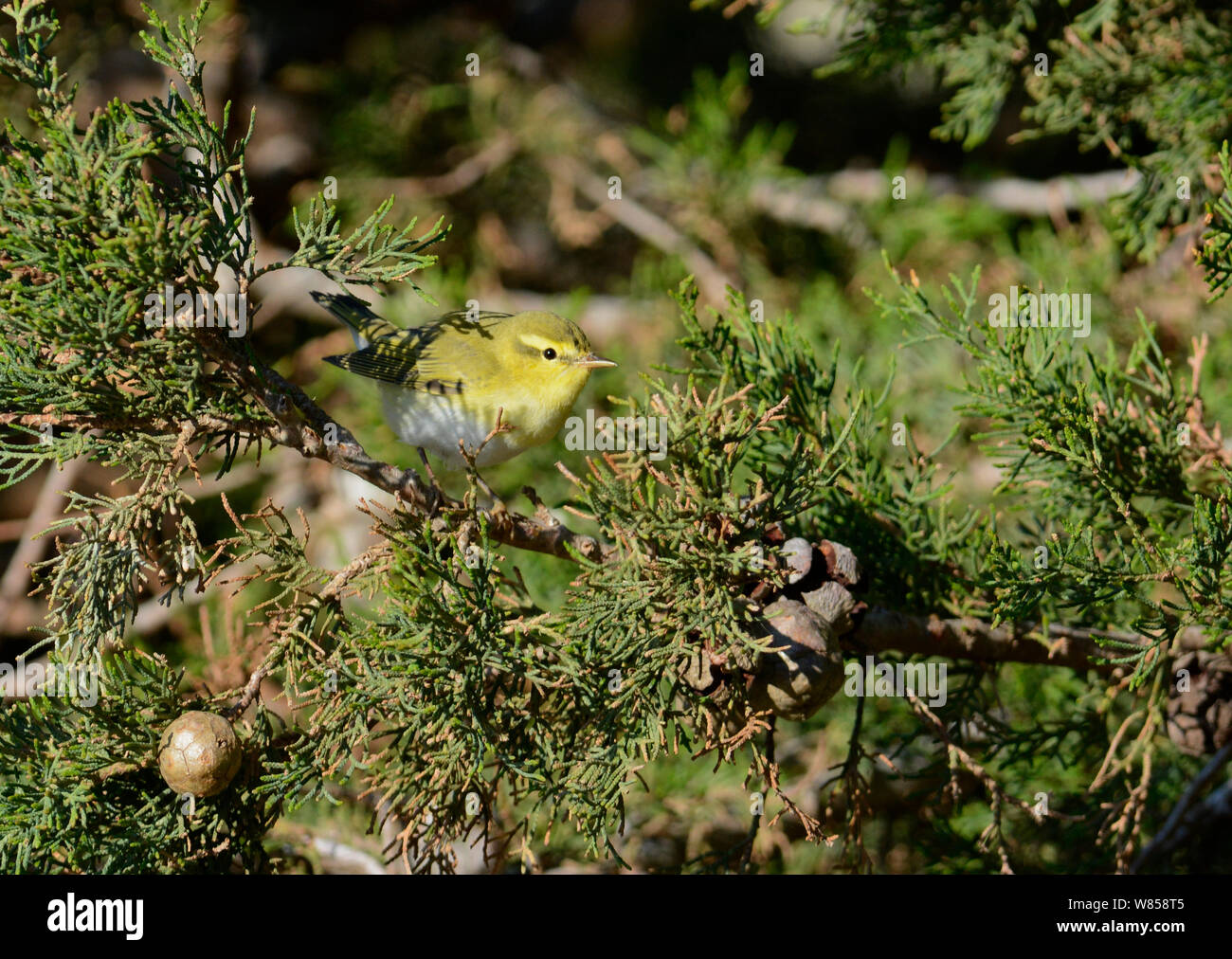 Wood Warbler (Phylloscopus sibilatrix) migrant during BirdLife Malta Springwatch Camp, Malta, April 2013 Stock Photo