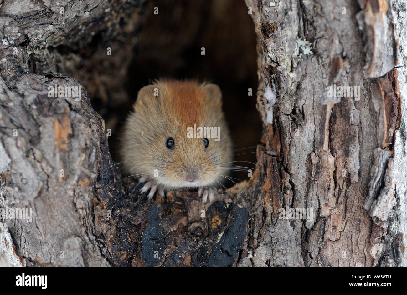 https://c8.alamy.com/comp/W858TN/northern-red-backed-vole-cletrionomus-rufocanos-myodes-rutilus-looking-from-hole-in-tree-kronotsky-zapovednik-nature-reserve-kamchatka-peninsula-russian-far-east-september-W858TN.jpg