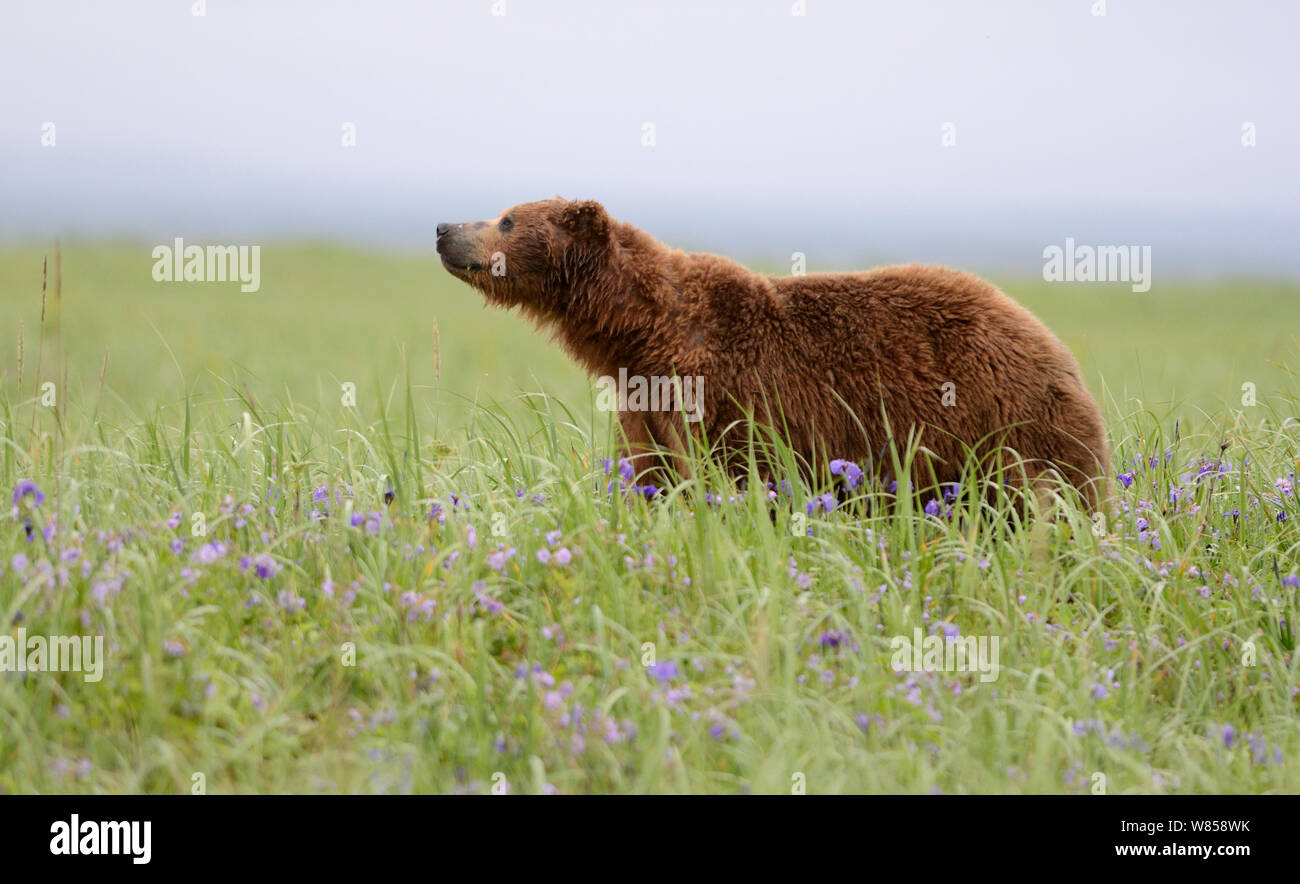 Kamchatka Brown Bear (Ursus arctos beringianus) in summer pasture. Kronotsky Zapovednik Nature Reserve, Kamchatka Peninsula, Russian Far East, July. Stock Photo