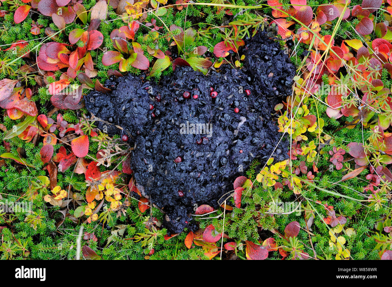 Kamchatka Brown Bear (Ursus arctos beringianus) droppings, revealing a