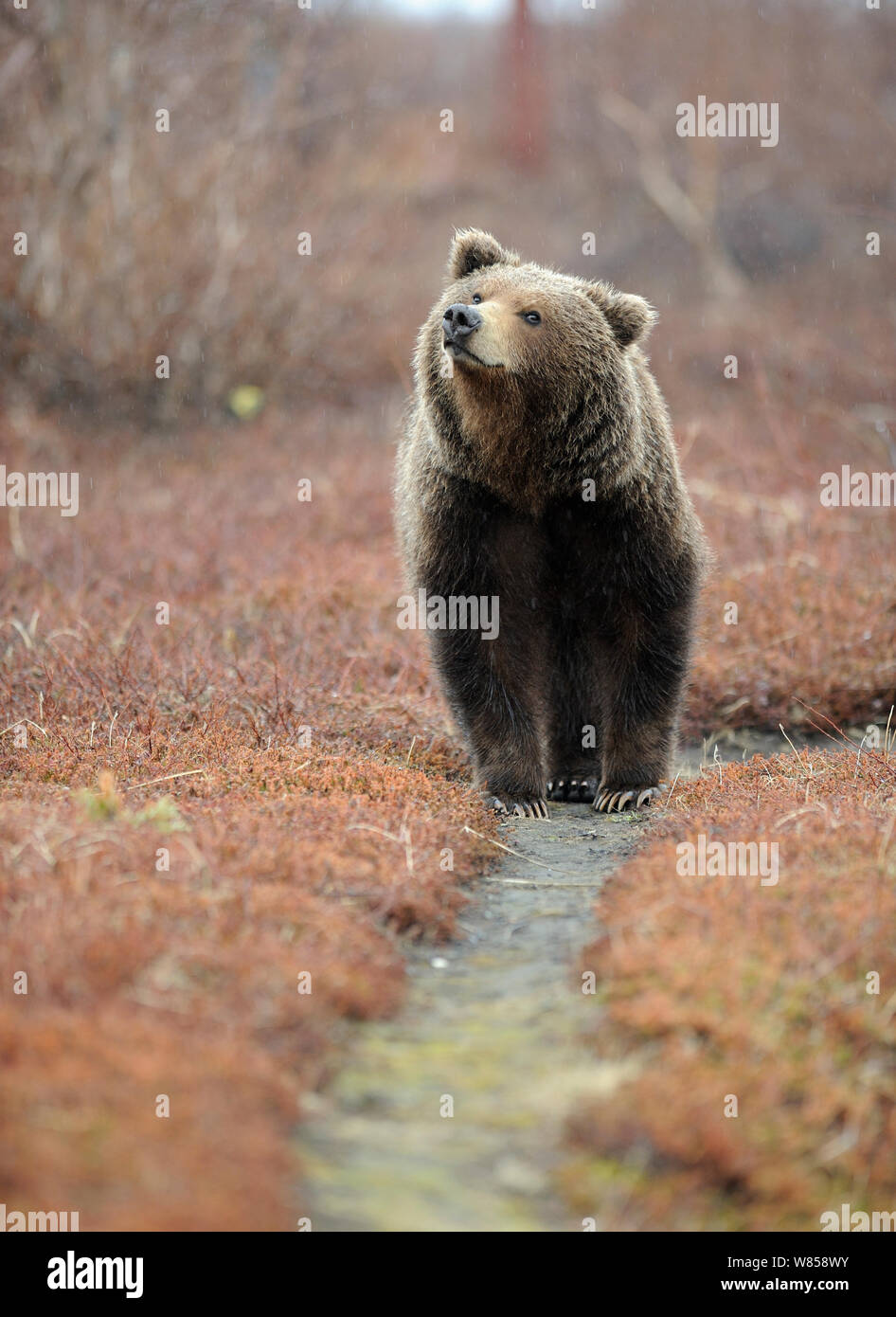Kamchatka Brown Bear (Ursus arctos beringianus) on trail. Kronotsky Zapovednik Nature Reserve, Kamchatka Peninsula, Russian Far East, May. Stock Photo