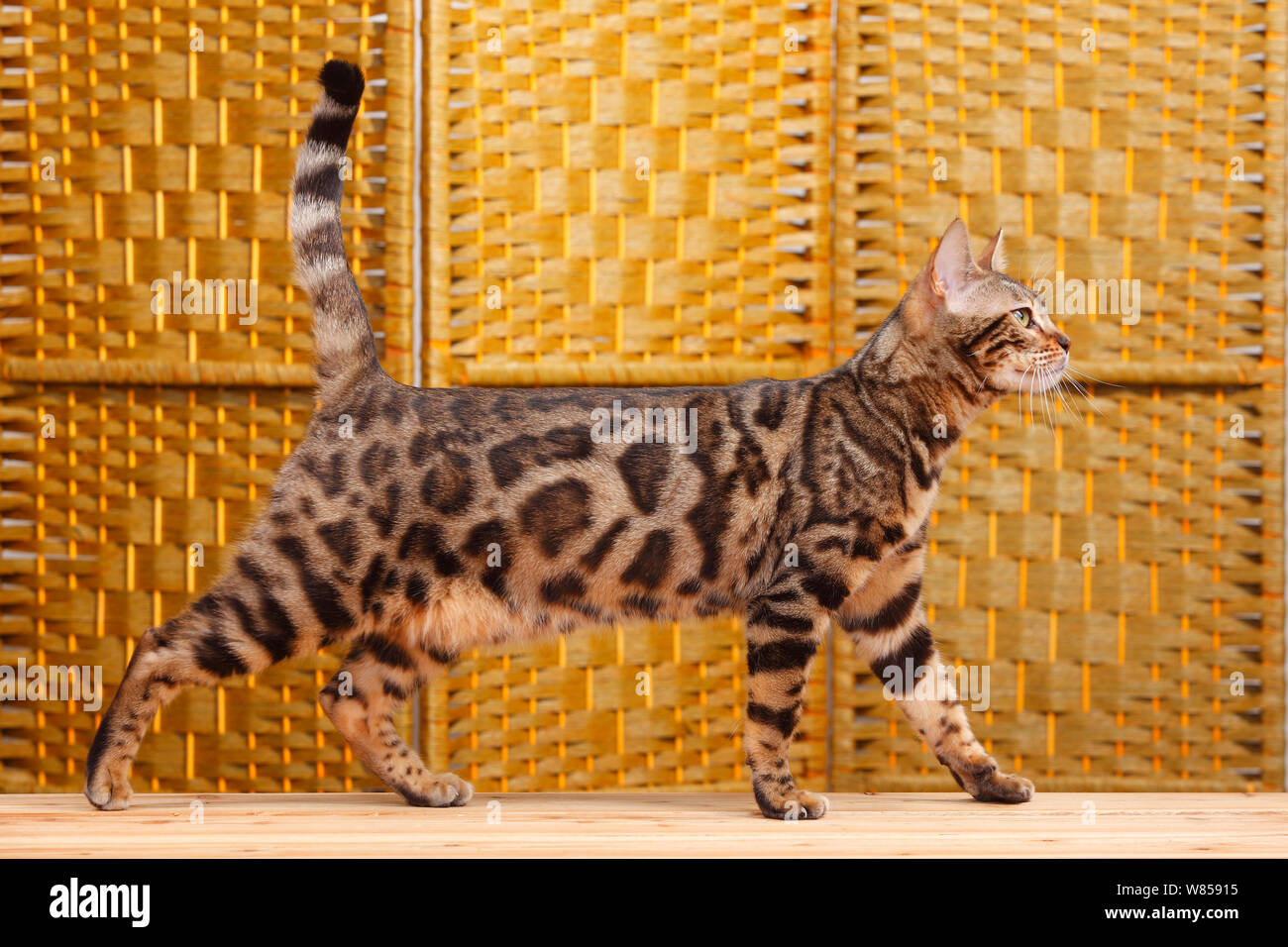 Bengal Cat / Leopard Cat walking indoors. Stock Photo