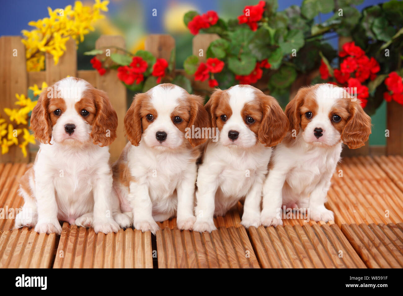 Cute Puppies Flowers High Resolution Stock Photography And Images