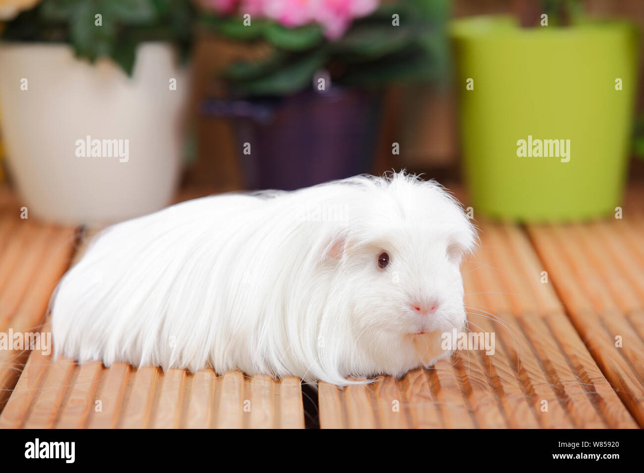 Guinea Pig Stock Photo Alamy