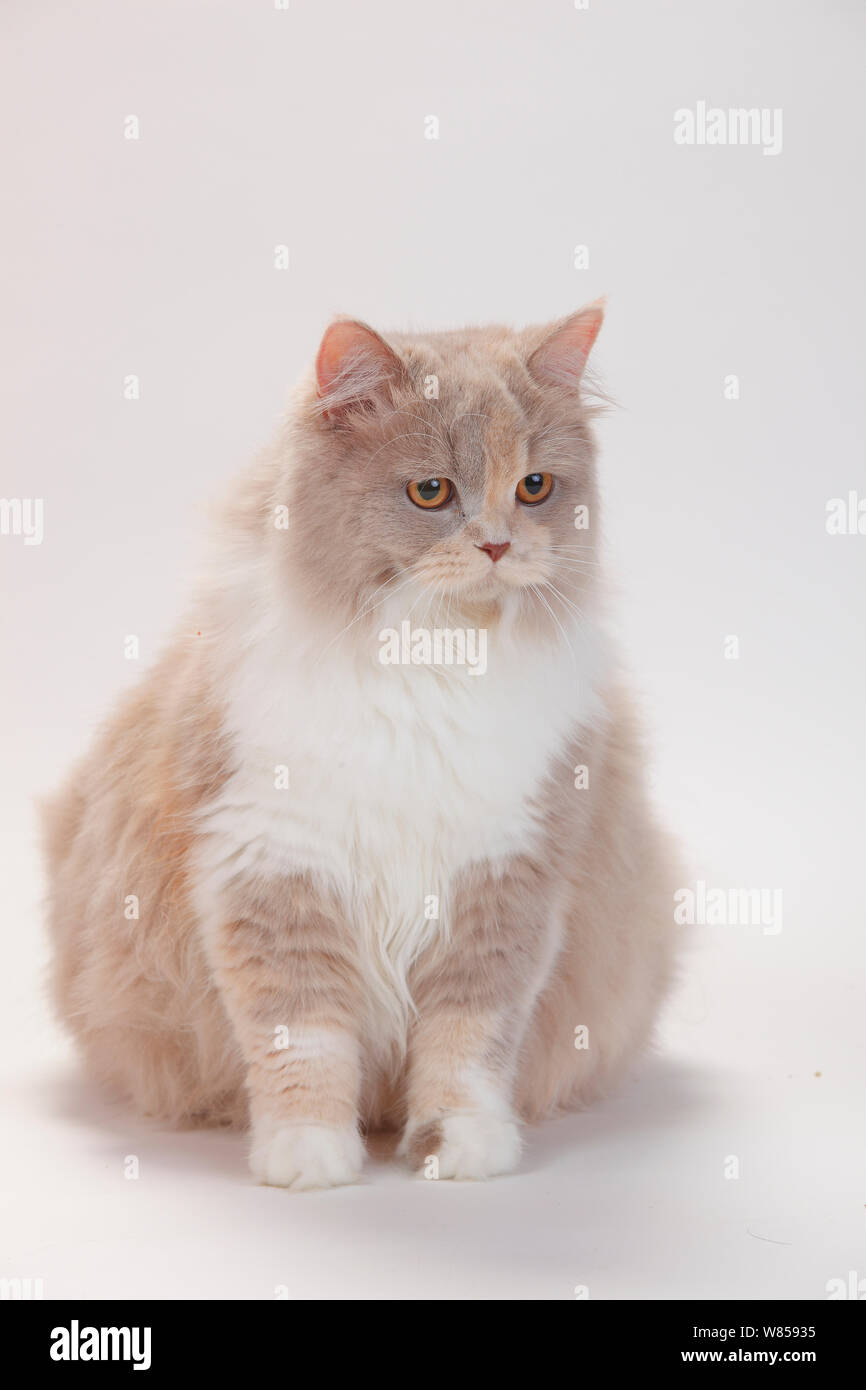 British Longhair Cat with lilactortiewhite coat, sitting Stock Photo
