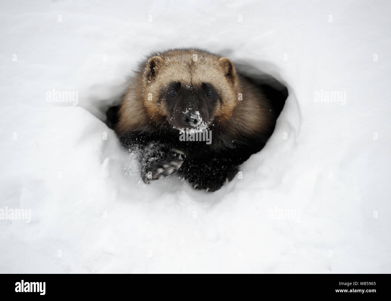 Wolverine (Gulo gulo) emerging from snow shelter after hibernation. Kronotsky Zapovednik Nature Reserve, Kamchatka Peninsula, Russian Far East, February. Stock Photo