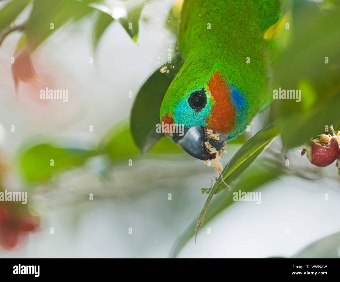 Double-eyed / Dwarf Fig Parrot (Cyclopsitta diopthalma) feeding on fig tree, Kingfisher Park, Queensland, Australia Stock Photo