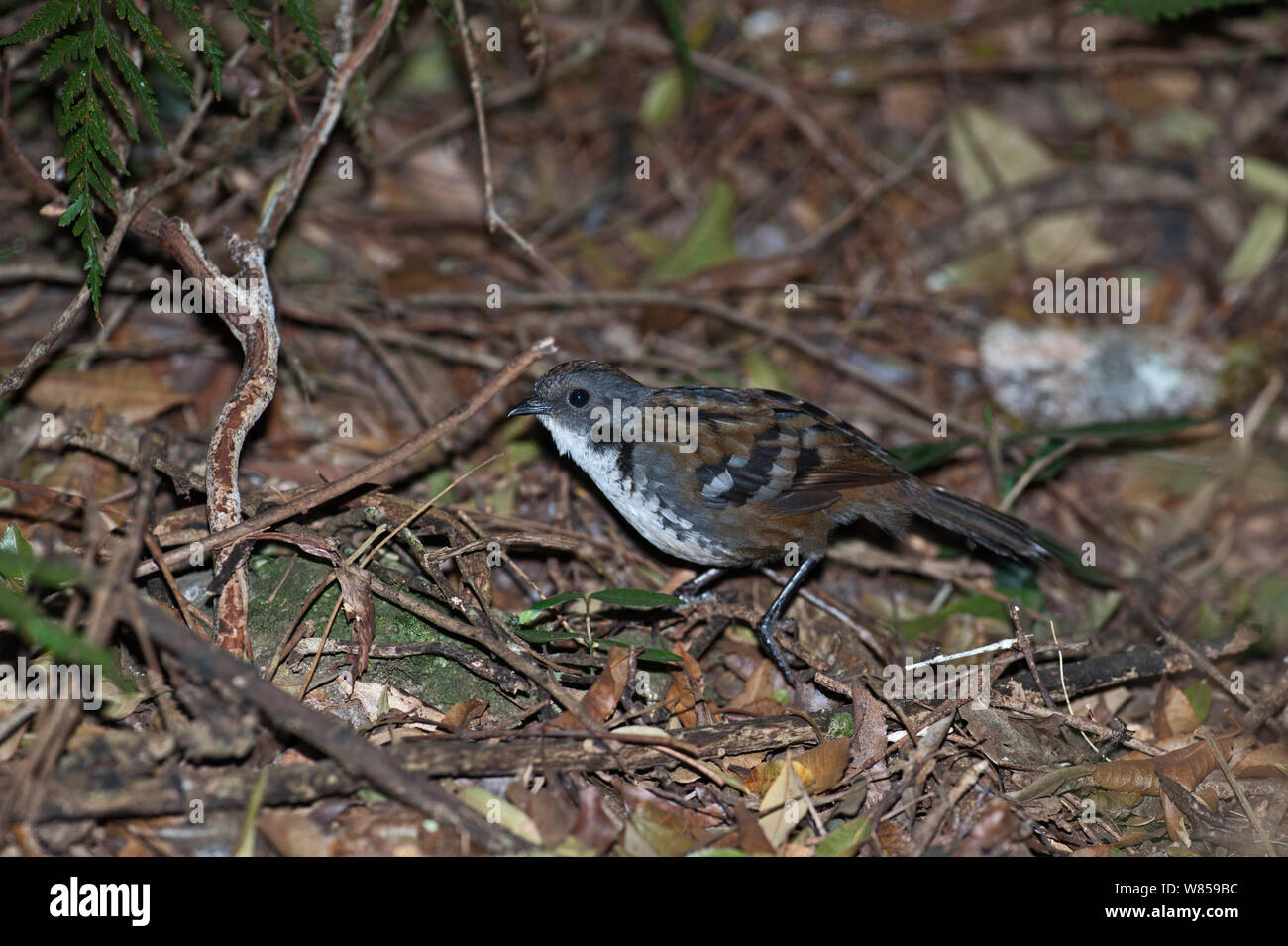 Logrunner (Orthonyx temmincki) male, Lamington NP, Queensland, Australia Stock Photo