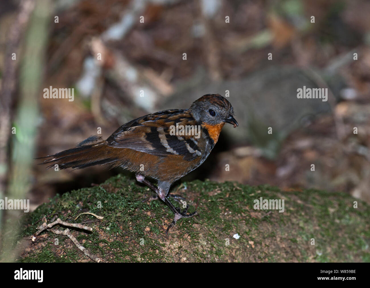 Logrunner (Orthonyx temmincki) female, Lamington NP, Queensland ...
