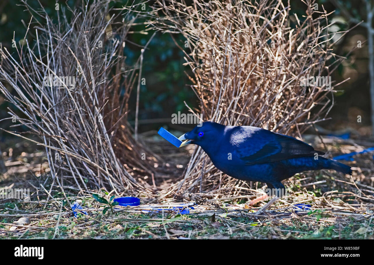 Satin Bowerbird (Ptilonorhynchus violaceus) male collecting blue bottle top for bower, Lamington NP, Queensland, Australia, September Stock Photo