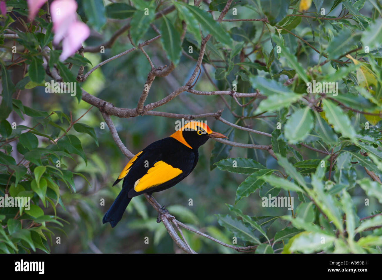 Regent Bowerbird (Sericulus chrysocephalus) male, Lamington NP, Queensland, Australia Stock Photo