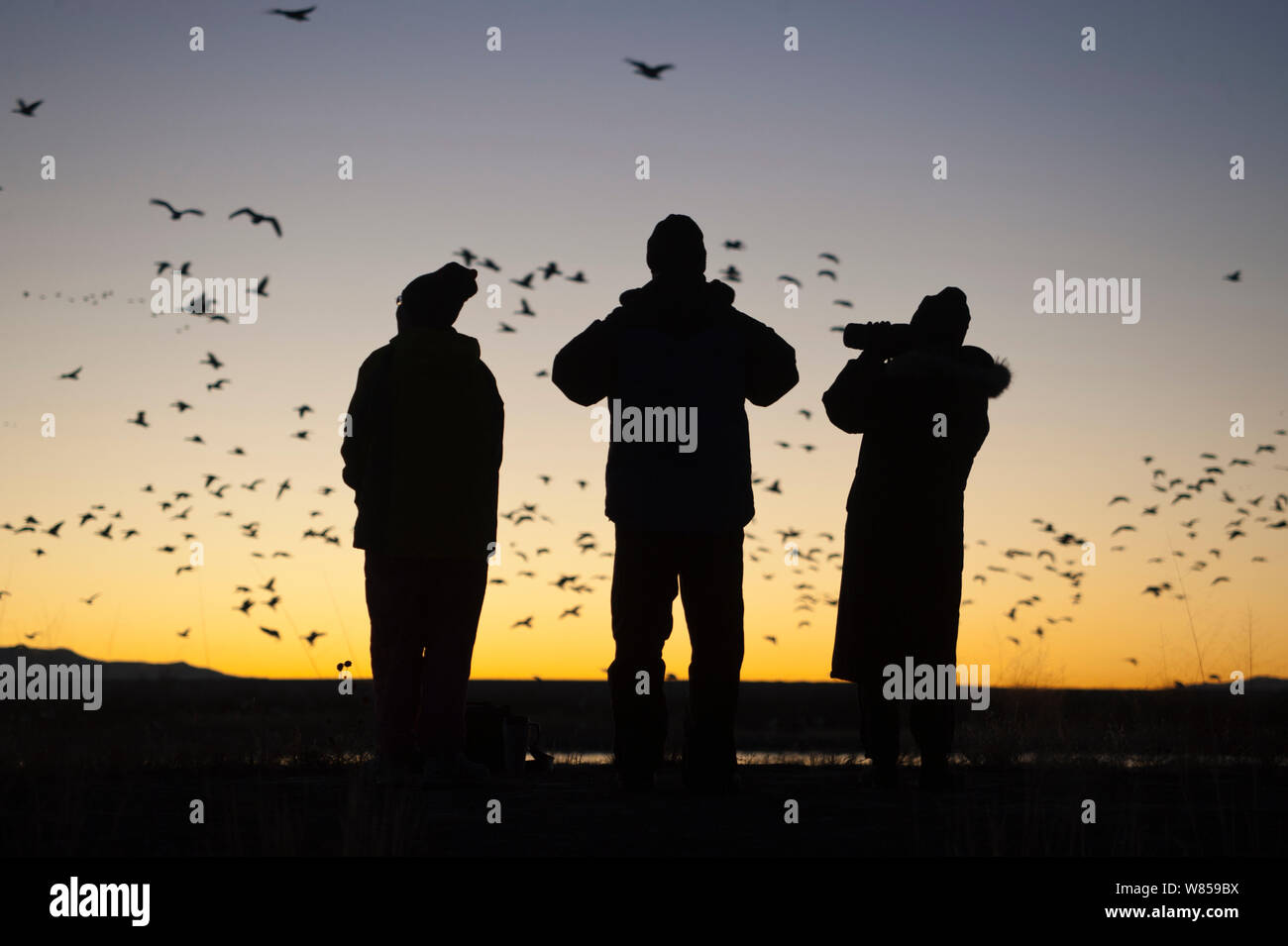 Birders watching dawn flight of Snow Geese (Chen caerulescens) at Bosque del Apache, New Mexico, USA, November 2009 Stock Photo