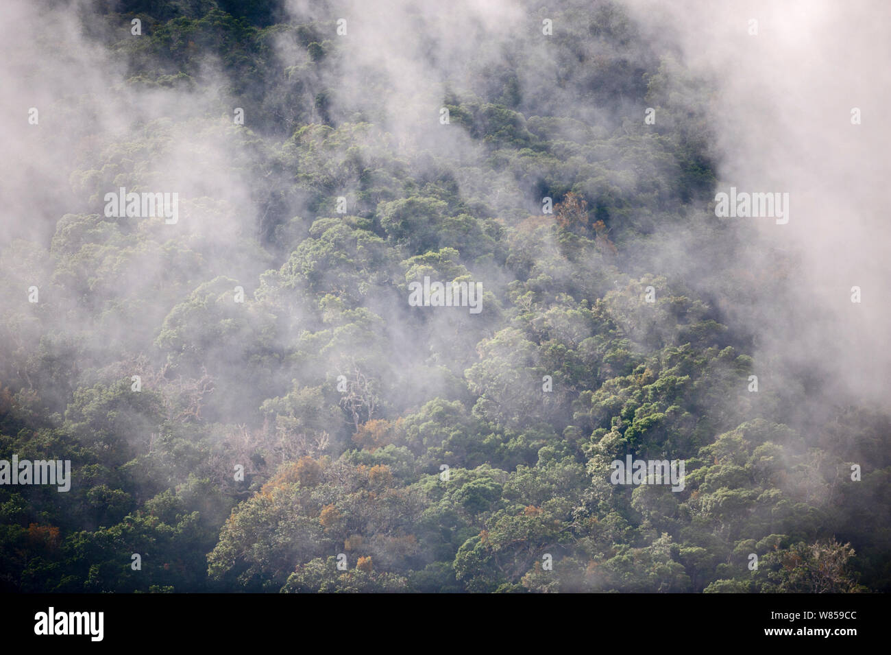 Cloud Forest at Savegre. Costa Rica Stock Photo - Alamy