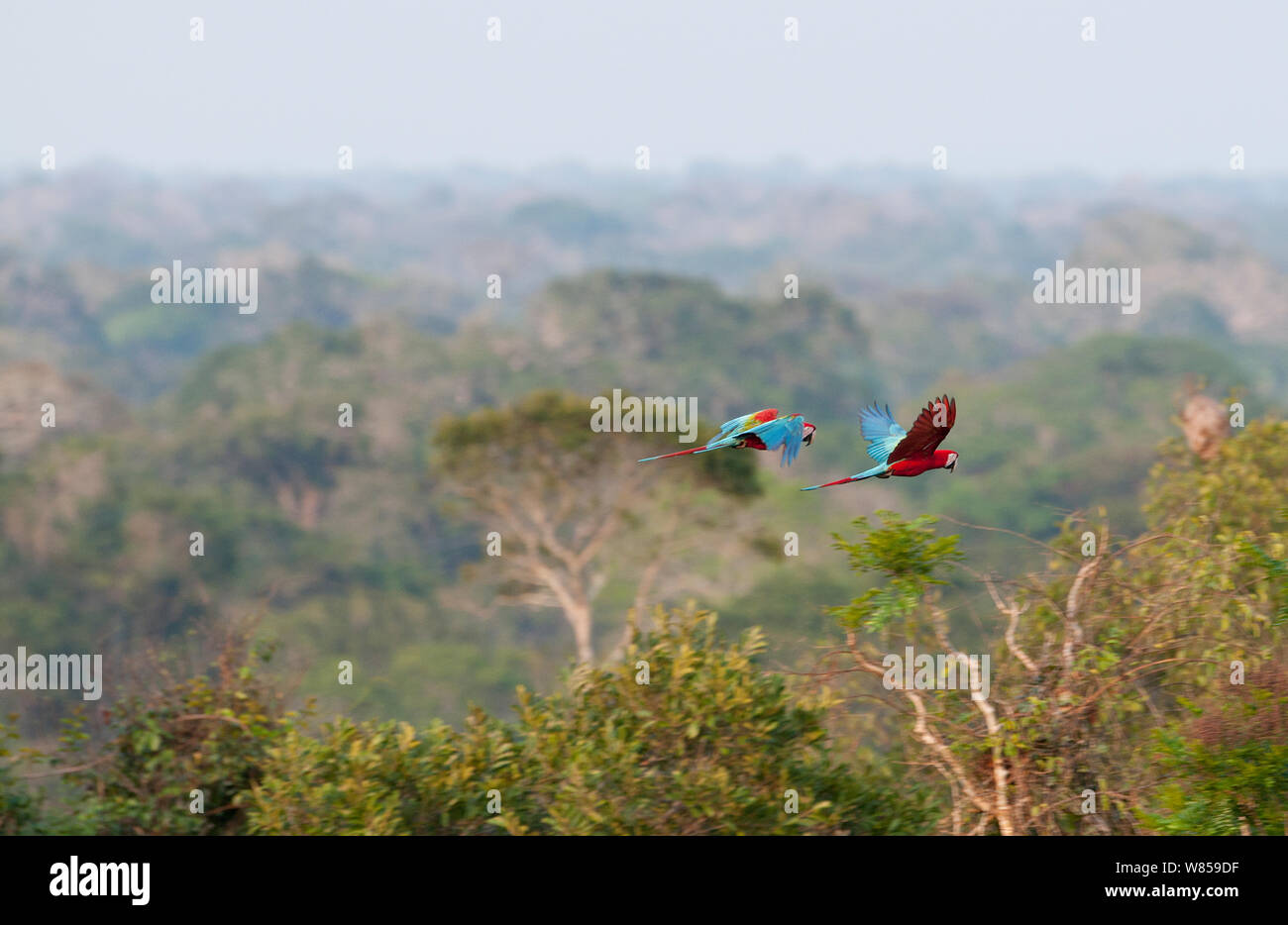 Red and Green Macaws (Ara chloropterus) flying over canopy of rainforest near Tambopata, Amazon Peru Stock Photo