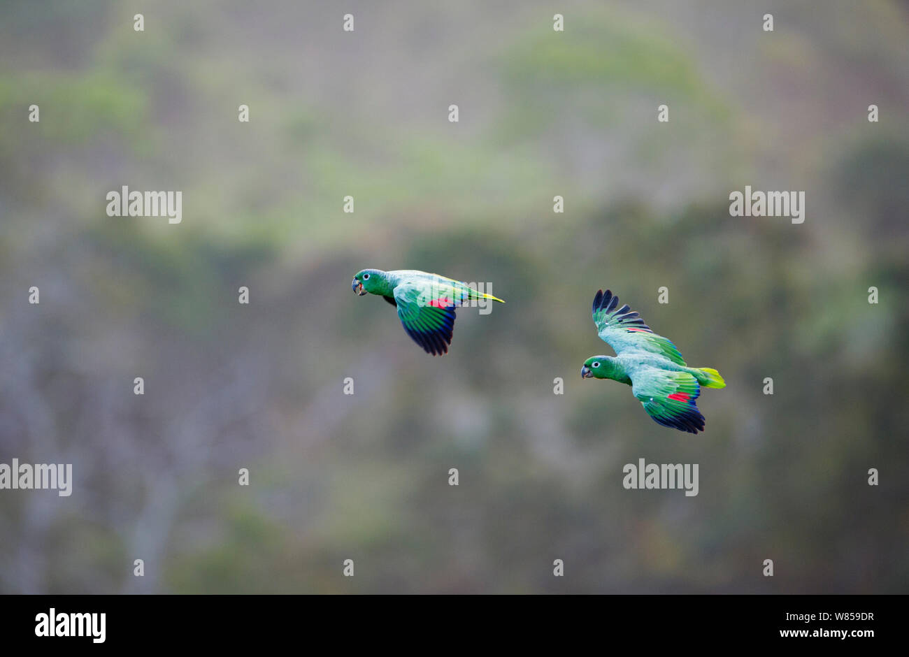 Mealy Parrots (Amazona farinosa) flying above the canopy of the Amazon Rainforest, Tambopata, Peru Stock Photo