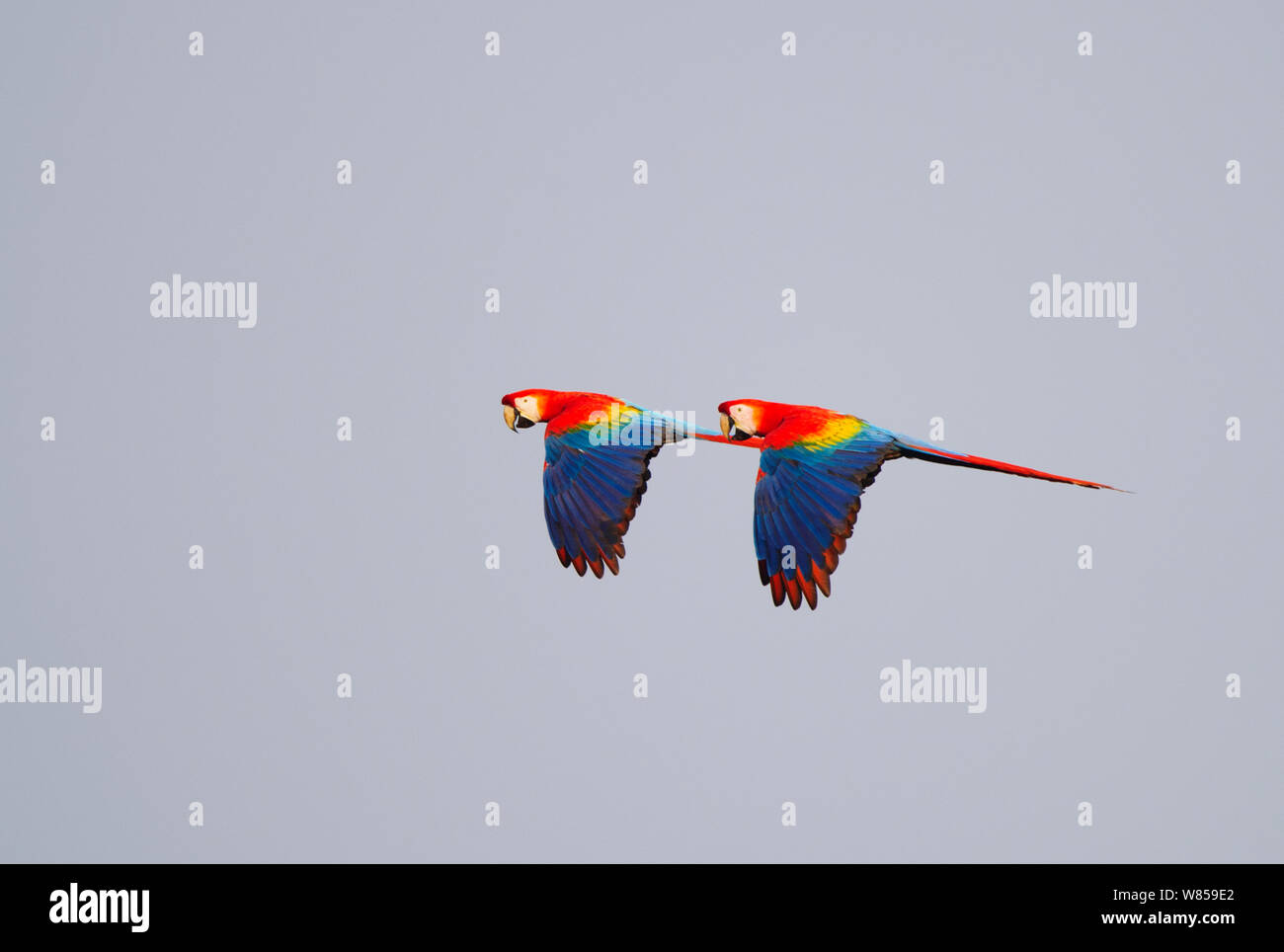 Scarlet Macaws (Ara macao) in flight, Tambopata, Amazon Rainforest Peru Stock Photo