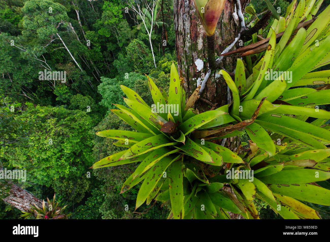 Bromeliad (Bromeliaceae sp) growing on emergent tree in rainforest canopy, near Iquitos, Amazon, Peru Stock Photo