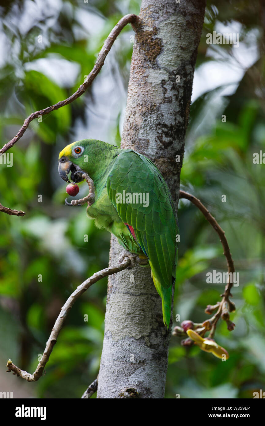 Yellow-crowned Parrot (Amazona ochrocephala) feeding, Iquitos, Peru Stock Photo