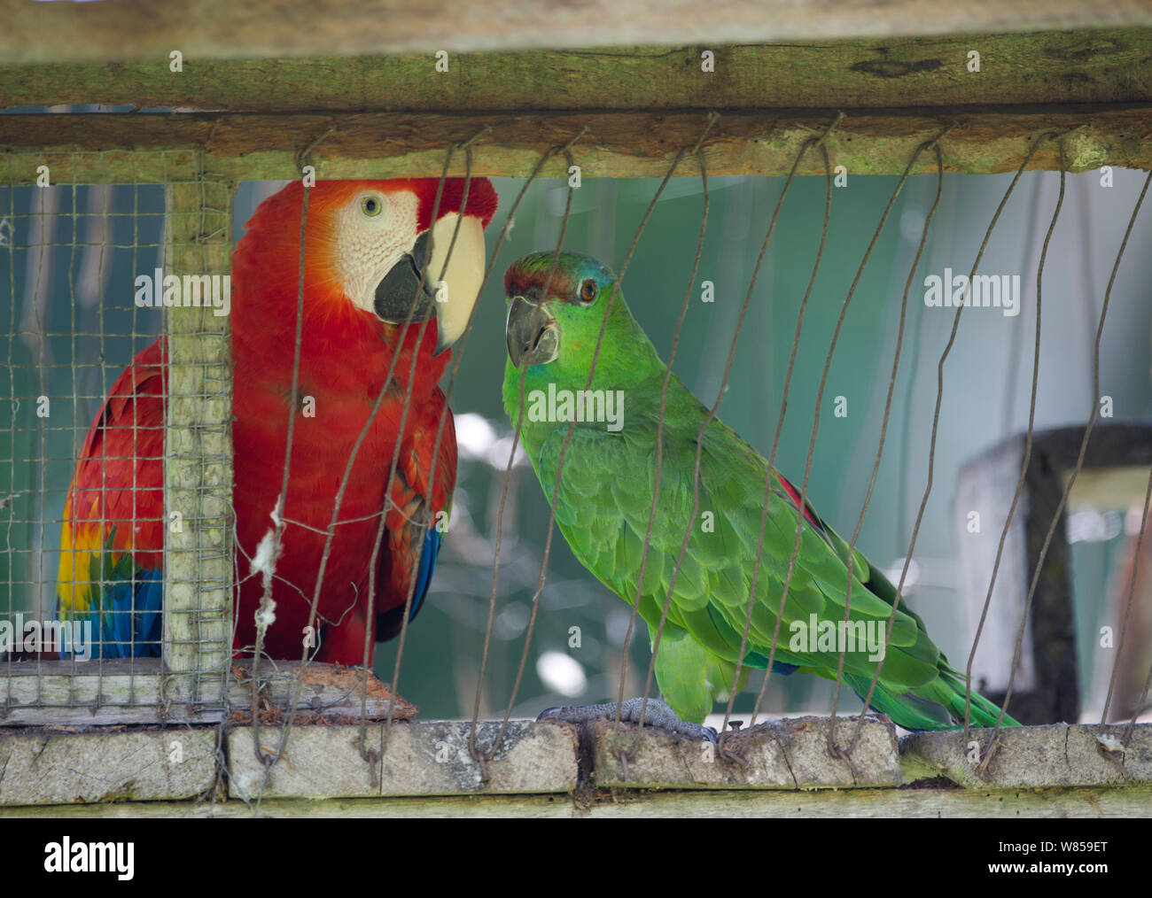 Scarlet Macaw (Ara macao) and Festive Parrot (Amazona festiva), caged, in village on Amazon river. Peru Stock Photo